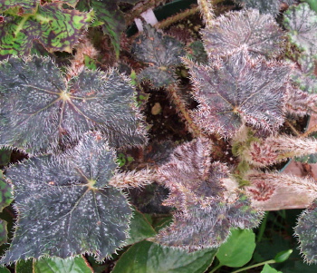 B. ‘Dark Desire’